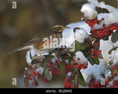 ROTDROSSEL TURDUS ILIACUS THRONT AUF ZWEIG FÜTTERUNG IM WINTER BEEREN IM SCHNEE Stockfoto