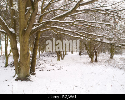 Schnee im Fox Covert Naturreservat in der Nähe von Calverton Nottinghamshire, England UK Stockfoto