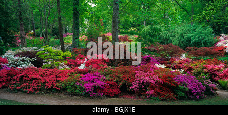 Ein buntes Panoramabild von Rhododendren und Azaleen in Exbury Gardens im Frühjahr Stockfoto
