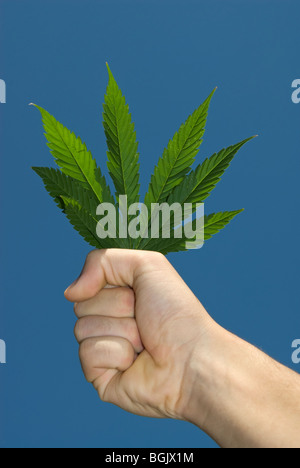 Junger Mann hält Marihuana verlässt Stockfoto