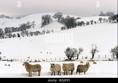 Schafe im Winter Schnee auf die Shropshire Hügel in der Nähe von Caer Caradoc Kirche Stretton, Januar 2010. Stockfoto