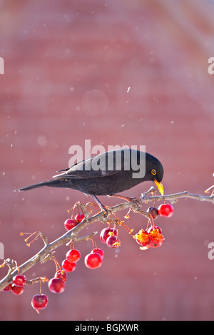 Männliche Amsel 'Turdus Merula"ernähren sich von Krabben Apfelbaum im Winter, England, UK Stockfoto