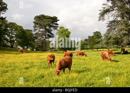 Red Ruby Vieh weidete in Butterblume Wiese, England, UK Stockfoto