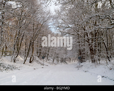 Schnee im Fox Covert Naturreservat in der Nähe von Calverton Nottinghamshire, England UK Stockfoto