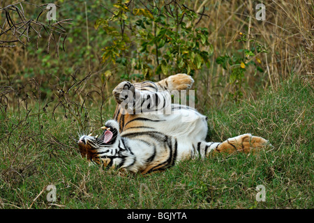 Tiger im grünen Rasen des Ranthambhore Rollen, nachdem der Monsunregen Stockfoto