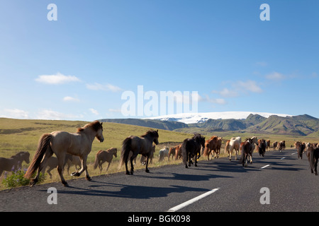 Eine Herde von Islandpferden im Galopp auf einer Straße in Richtung Wiesen und Bergen, gedreht in Island Stockfoto