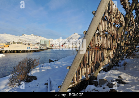 Angeln-Rack in Svolvar, Lofoten-Inseln, Nord-Norwegen Stockfoto