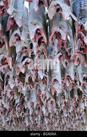 Fische hängen zum Trocknen auf eine Zahnstange, Angeln Stockfoto