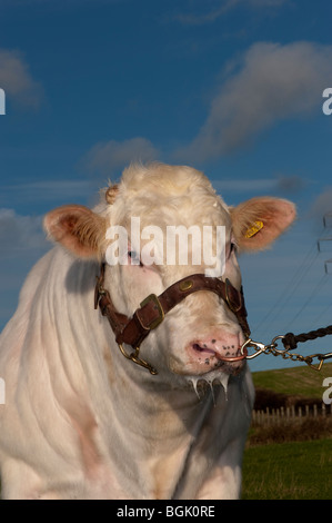 Britische Blue Bull am Halfter Stockfoto