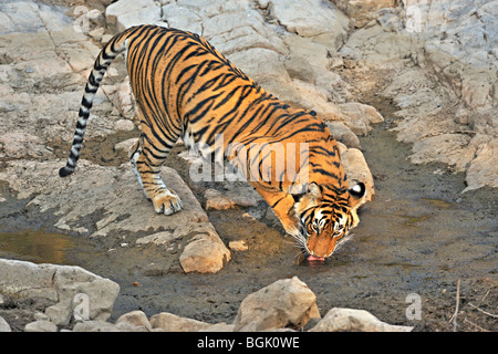 Tiger in der Nähe von einem felsigen Wasserloch im Ranthambhore National park Stockfoto