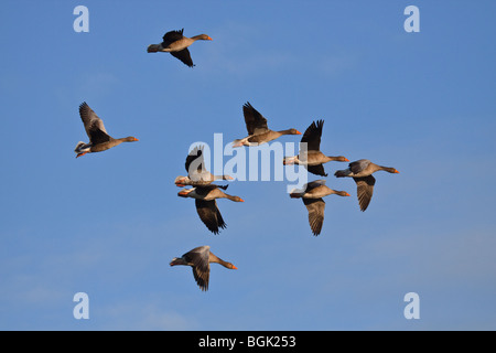 Graugänse im Flug, England UK Stockfoto