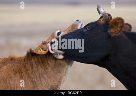 Mutter Jersey Kuh, die ihr Kalb auf der Weide auf der Saskatchewan Farm im Freien präparierte Stockfoto