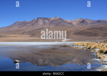 Laguna Hedionda salar de Uyuni, Bolivien Stockfoto