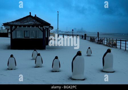 Penquins in Redcar Stockfoto