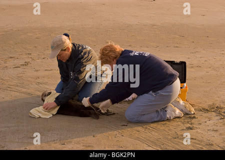 Freiwillige Helferinnen, die junge Seeotter mit schwerer Hypoglykämie und Acanthocephalan Peritonitis, einer Bauchentzündung aufgrund einer parasitären Infektion, retten Stockfoto