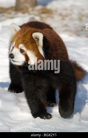 Roter Panda im winter Stockfoto