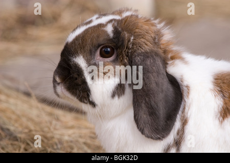 Holland Lop Haustier Zwerg Kaninchen im Freien im Herbst Stockfoto