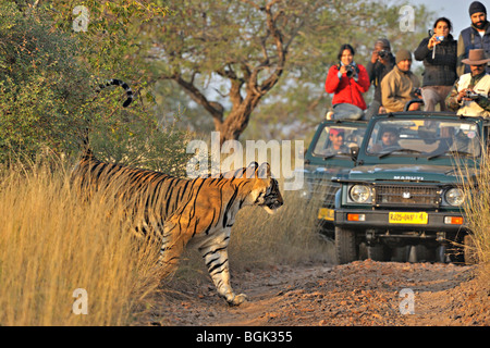 Touristenfahrzeuge nach ein Tiger auf einer Tiger-Safari in Ranthambhore Tiger reserve Stockfoto