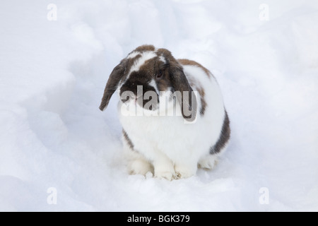 Holland Lop Haustier Zwergkaninchen draußen in schneebedeckten Hinterhof im Winter