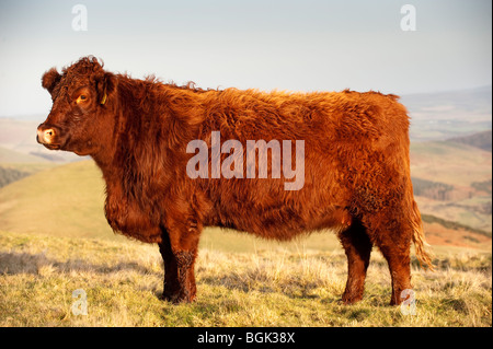 Luing-Rinder weiden auf Hügel Weiden Stockfoto