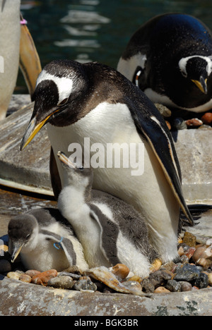 Gentoo Pinguin mit neu geboren Küken, Zoo von Edinburgh, Schottland, Großbritannien Stockfoto