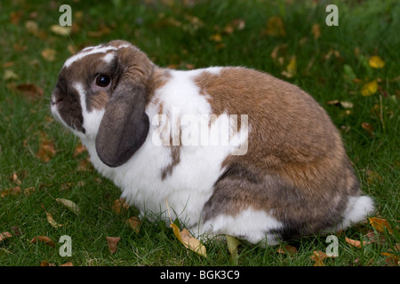 Holland Lop Haustier Zwerg Kaninchen im Freien auf dem Rasen im Herbst