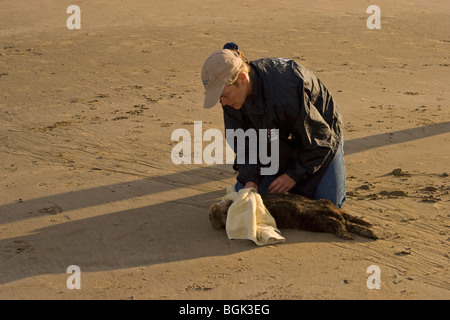 Freiwillige Helferin bei der Rettung junger Seeotter mit schwerer Hypoglykämie und Acanthocephalan Peritonitis, einer Bauchentzündung aufgrund einer parasitären Infektion Stockfoto