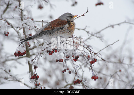 Die Wacholderdrossel (Turdus Pilaris) im Schnee bedeckten Hecke im Winter, Deutschland; Wacholderdrossel Stockfoto