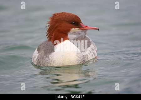 Mergus Prototyp, Gänsesäger, gemeinsamen Prototyp, Weiblich, Genfer See, Schweiz Stockfoto