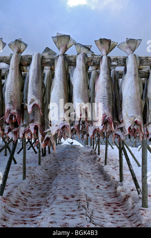 Fische hängen zum Trocknen auf eine Zahnstange, Angeln. Blut auf den Schnee unter. Stockfoto