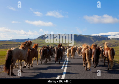 Eine Herde von Islandpferden im Galopp auf einer Straße in Richtung Wiesen und Bergen, in Island gedreht. Stockfoto