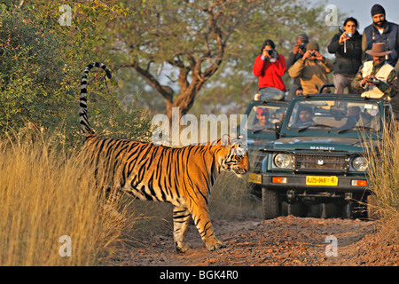 Touristenfahrzeuge nach ein Tiger auf einer Tiger-Safari in Ranthambhore Tiger reserve Stockfoto