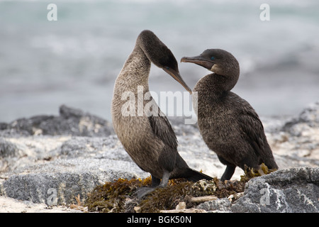 Flugunfähigen Kormoran (Phalacrocorax harrisi) Balz Verhalten Stockfoto