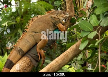 Leguan auf dem Baum auf den Schmetterling Zoo (Mariposario del Drago), Kanarischen Archipels, Teneriffa Stockfoto