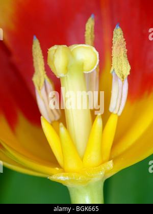 Nahaufnahme von roten und gelben Tulpen corolla Stockfoto