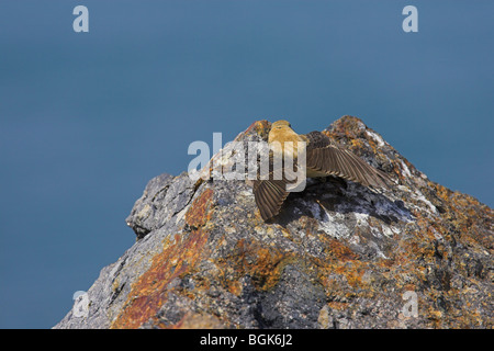 Schwarz-eared Steinschmätzer Oenanthe Hispanica männlich, thront auf farbigen Felsen am Achladeri, Lesbos, Griechenland im April. Stockfoto