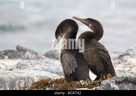 Flugunfähige Kormorane (Phalacrocorax Harrisi) Balz Stockfoto