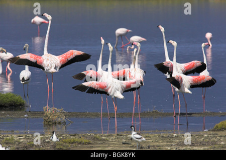 Größere Flamingo Phoenicopterus Ruber Herde anzeigen mit Flügeln um Kalloni Salinen, Lesbos, Griechenland im Mai geöffnet. Stockfoto