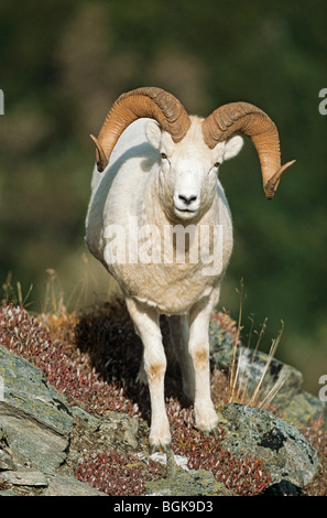 Dall-Schafe (männlich) - Stand / Ovis Dalli Stockfoto