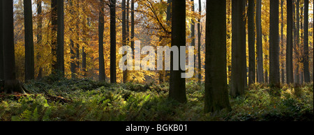 Buche (Fagus Sylvatica) im Sonian Wald im Herbst, Brüssel, Belgien Stockfoto