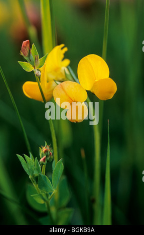 Gemeinsamen Vogel Fuß Dreiblatt / Birdfoot Deervetch (Lotus Corniculatus) in Blüte Stockfoto