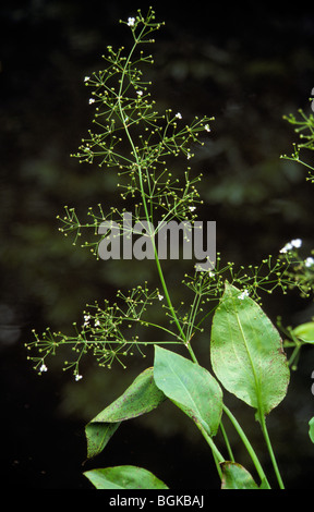 Europäische Wasser-Wegerich / gemeinsame Wasser Wegerich / mad-Dog Unkraut (Alisma Plantago-Aquatica) in Blüte Stockfoto