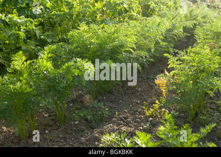 Reihen von jungen Karotten Pflanzen (Daucus Carota) auf eine Zuteilung Plot vor Kartoffeln wachsen Stockfoto