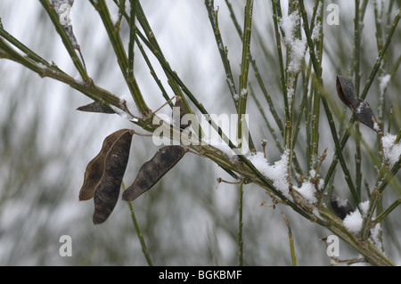 Winter Schnee, Parkhall Landschaft Park, Staffordshire Stockfoto