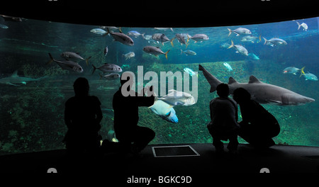 Touristen auf der Suche auf das Nausicaä Sea Aquarium mit tropischen Fischen, Boulogne-sur-Mer, Pas-de-Calais, Frankreich Stockfoto