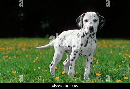 Junge Dalmatiner (Canis Lupus Familiaris) Hund Welpe auf Wiese mit Wildblumen im Sommer Stockfoto