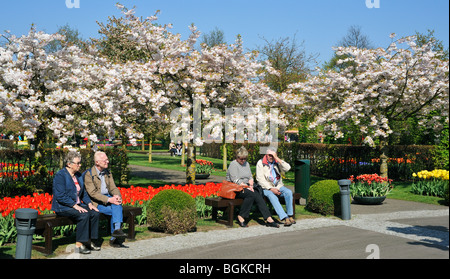 Touristen sitzen auf der Parkbank unter Tulpen und japanischen Kirschbäume in Blüte Garten der Keukenhof in Lisse, Holland, Niederlande Stockfoto