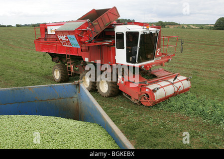 Erbsen In Lincolnshire Wolds Vining Stockfoto