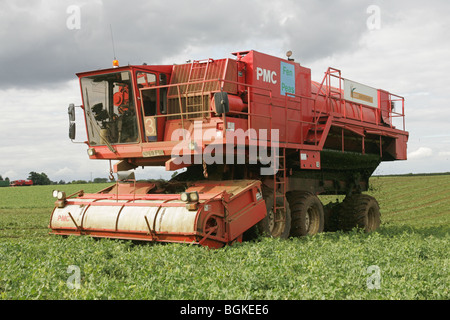 Erbsen In Lincolnshire Wolds Vining Stockfoto