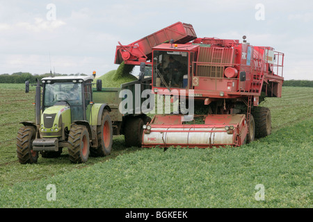 Erbsen In Lincolnshire Wolds Vining Stockfoto